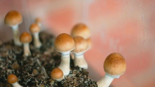 countries-where-magic-mushrooms-are-legal-e1689118479442.jpg