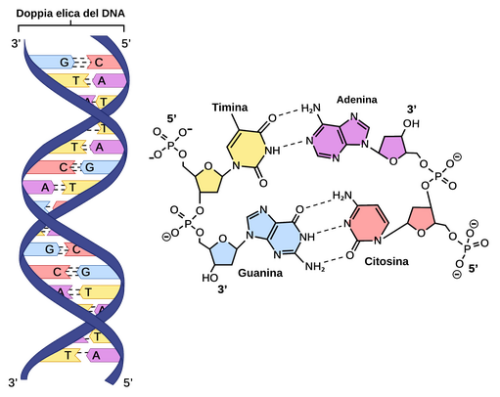 dna.png