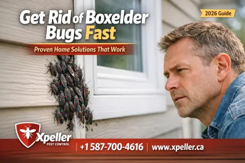 How-to-Get-Rid-of-Boxelder-Bugs.webp