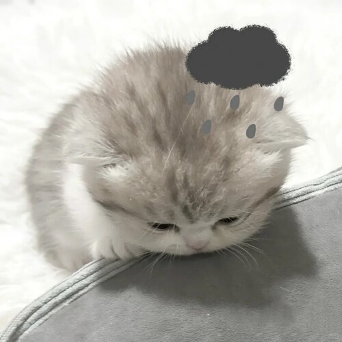lyy.jpg