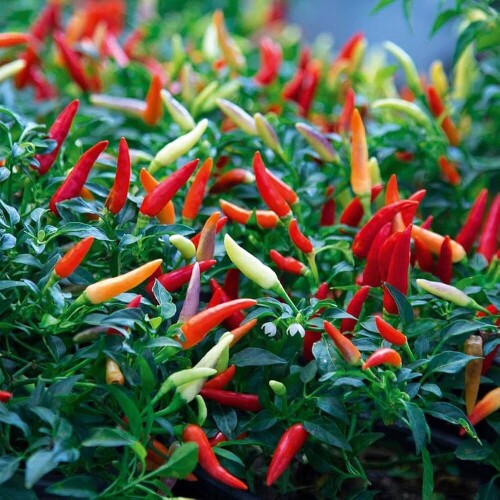 61Jo0UHGlJL._AC_UF10001000_QL80_.jpg