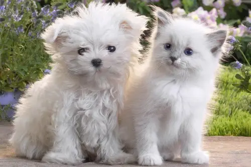 cute-pet.webp