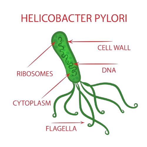 h_pylori-preview.png