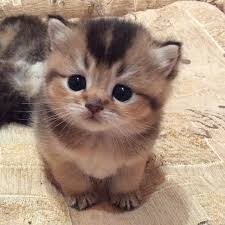 cute-kitty-squish.jpeg