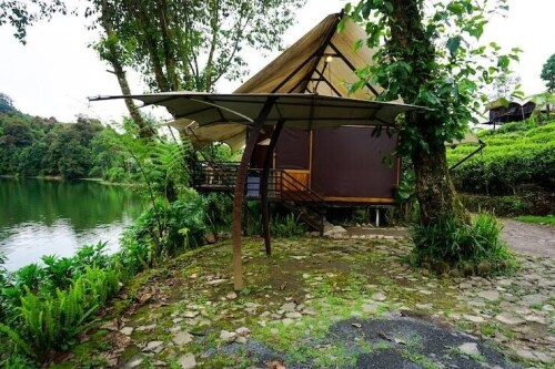 jungle-img-2-1.jpg
