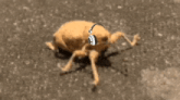 IMG_4992.gif