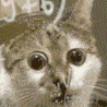 1000053643.gif