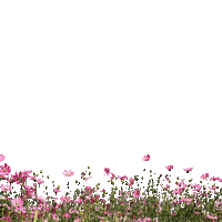 1000018853.gif