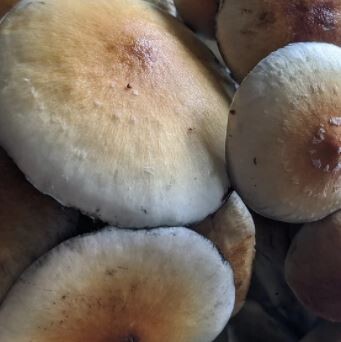 Maui-Platinum-Mushrooms..jpg