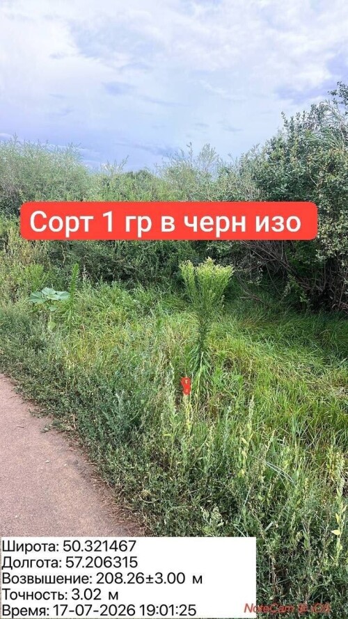 IMG_8729.jpeg